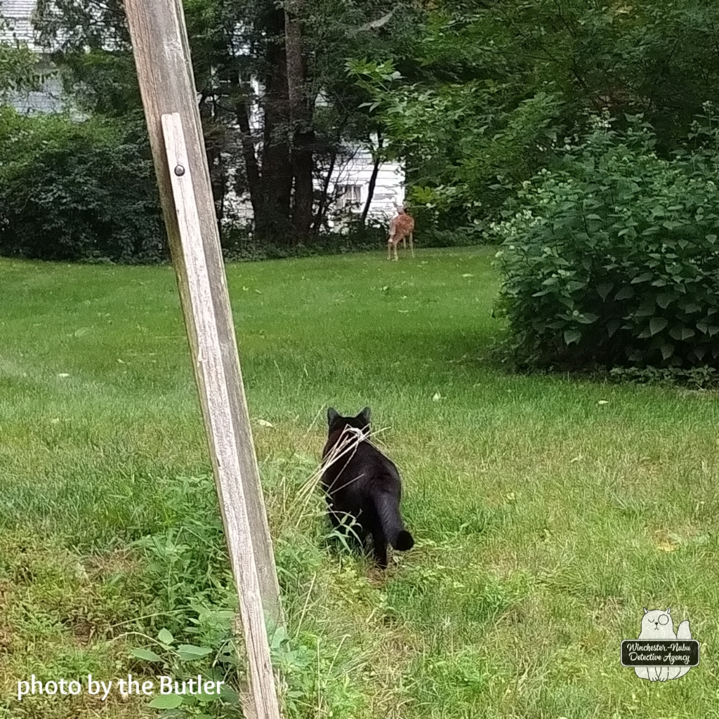 20210828 fawn watching (33)