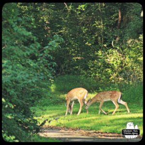 two spotted fawns