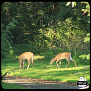 two spotted fawns