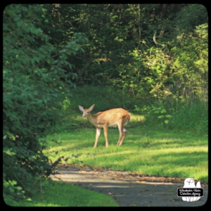 spotted fawn