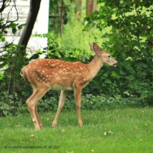 devil-deer fawn