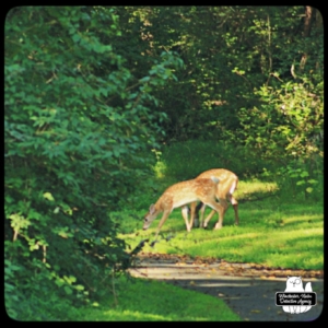 two spotted fawns