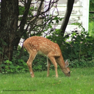 devil-deer fawn