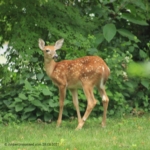 devil-deer fawn