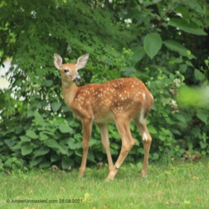 devil-deer fawn