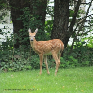 devil-deer fawn