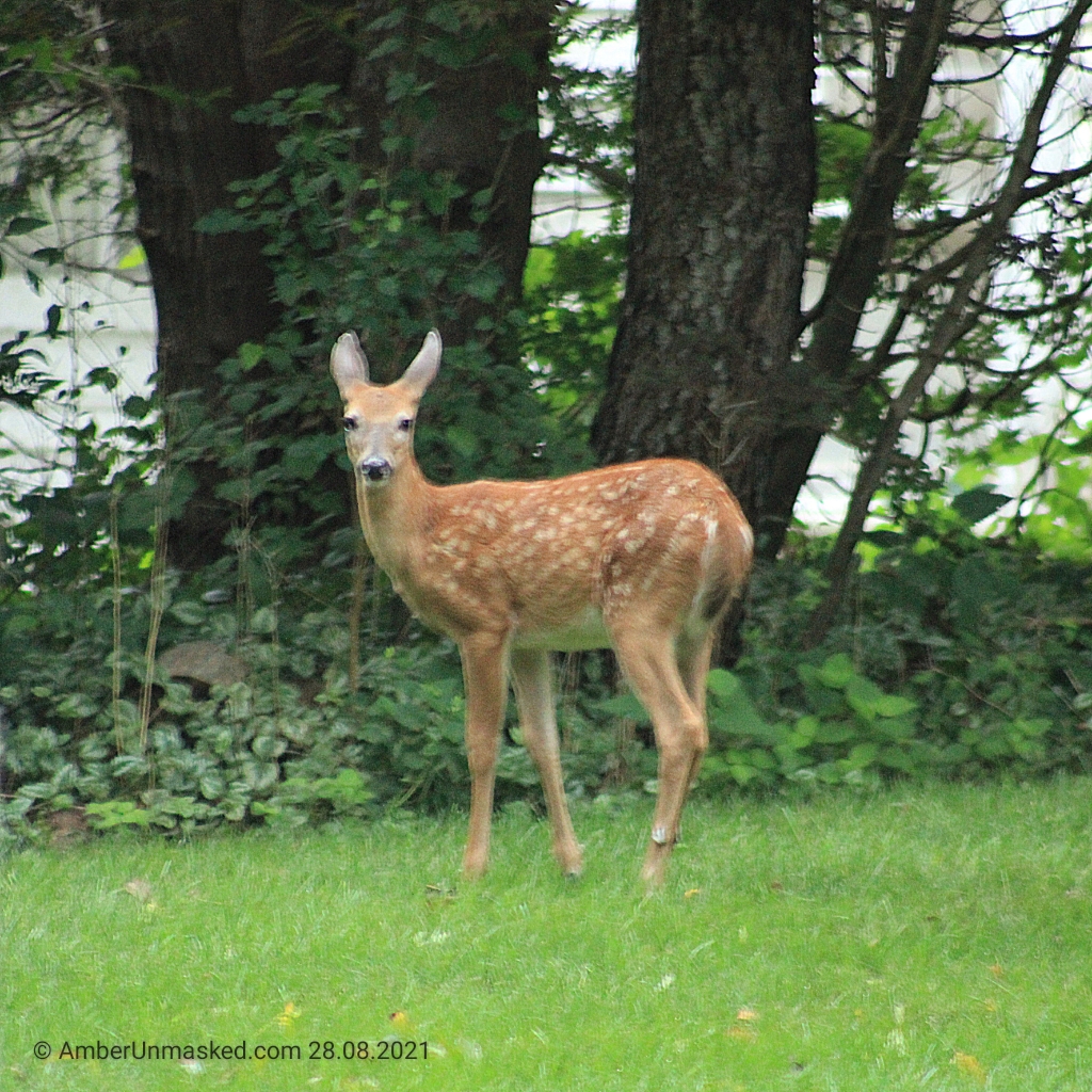 20210828 fawn watching (7)