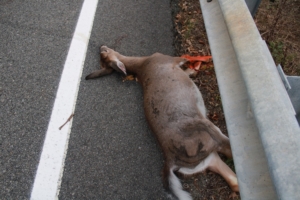 roadkill devil deer