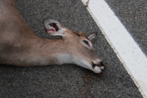 roadkill devil deer