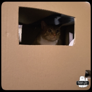 Oliver in cat box fort