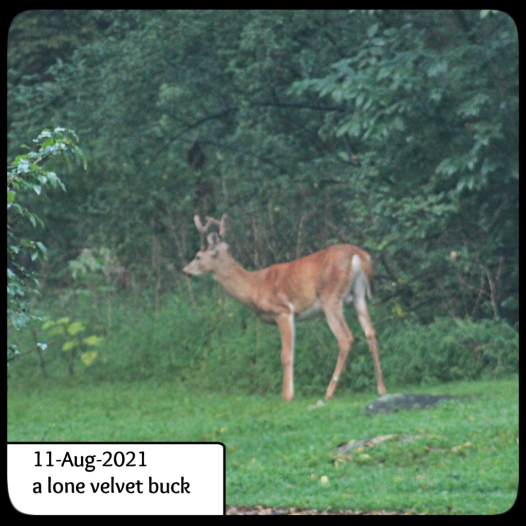 whitetailed buck