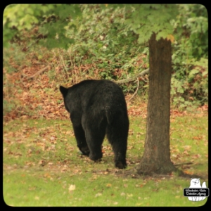 bear volkolak