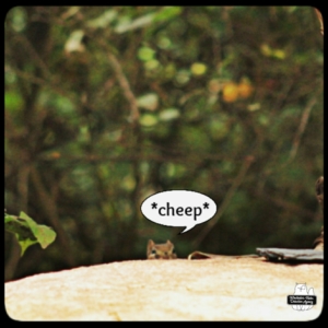 Chipcent Donofrio chipmunk