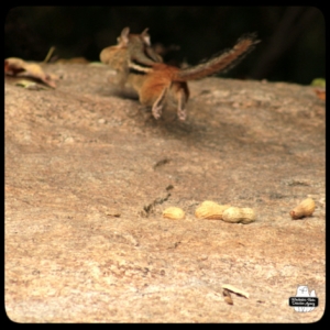 chipmunk in action