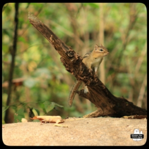 chipmunk on branch