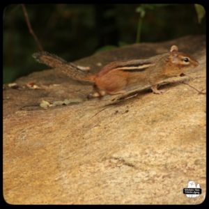 small chipmunk