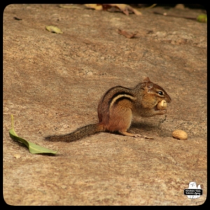 chipmunk on boulder