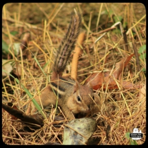 tiny chipmunk