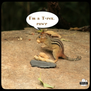 chipmunk on rock