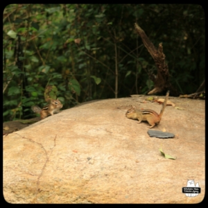 two chipmunks on big rock