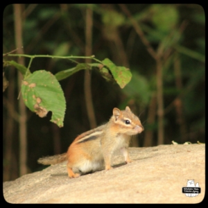 chipmunk