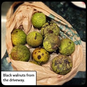 black walnuts in husks