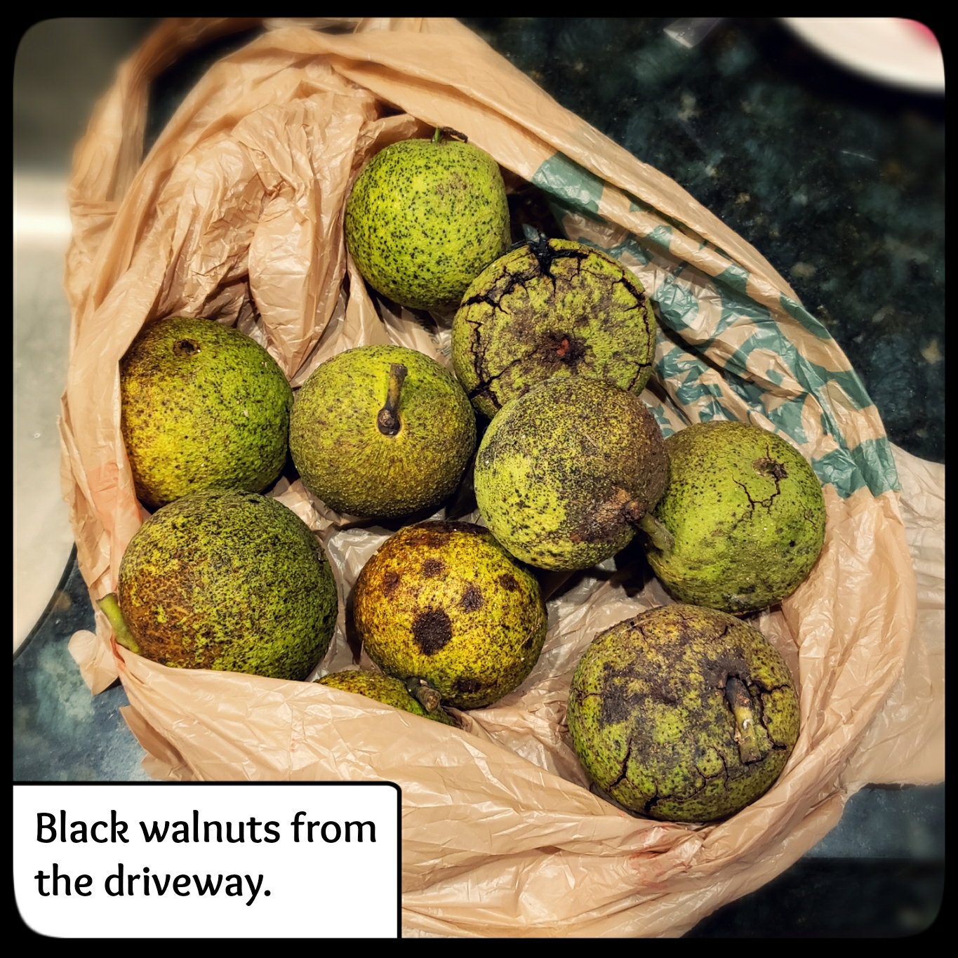 20211013 black walnut ink making (2)