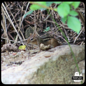 blurry chipmunk