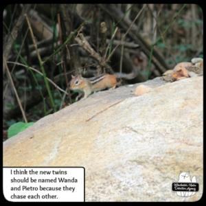 chipmunk Wanda or Pietro Maximunk