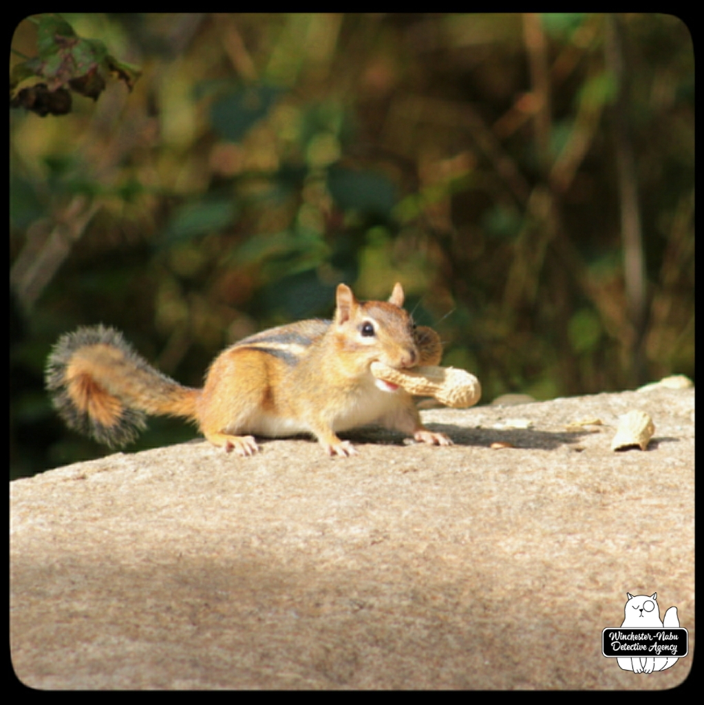 20211022 chipmunk (4)