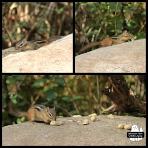 collage of chipmunks