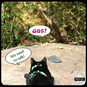 Gus hunting chipmunk