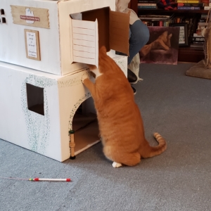 Ollie next to cat box fort