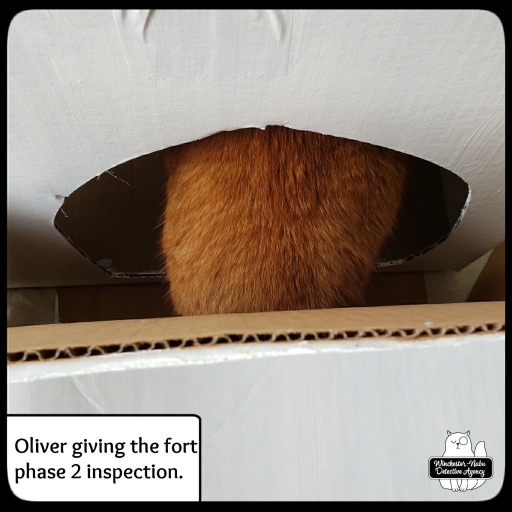 202110288_catboxfort (7)