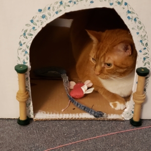 Ollie in cat box fort