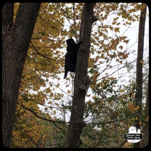 Gus up a tree