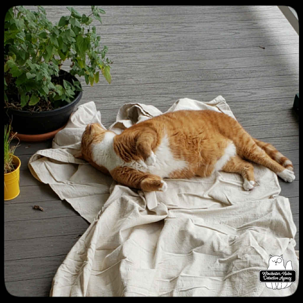 20211122_catboxfort_wm (9)