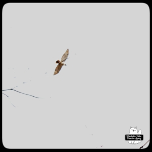 red-tailed hawk