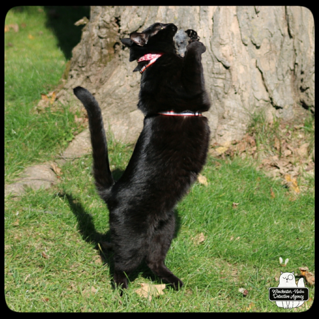 20211103 vole murder (10)