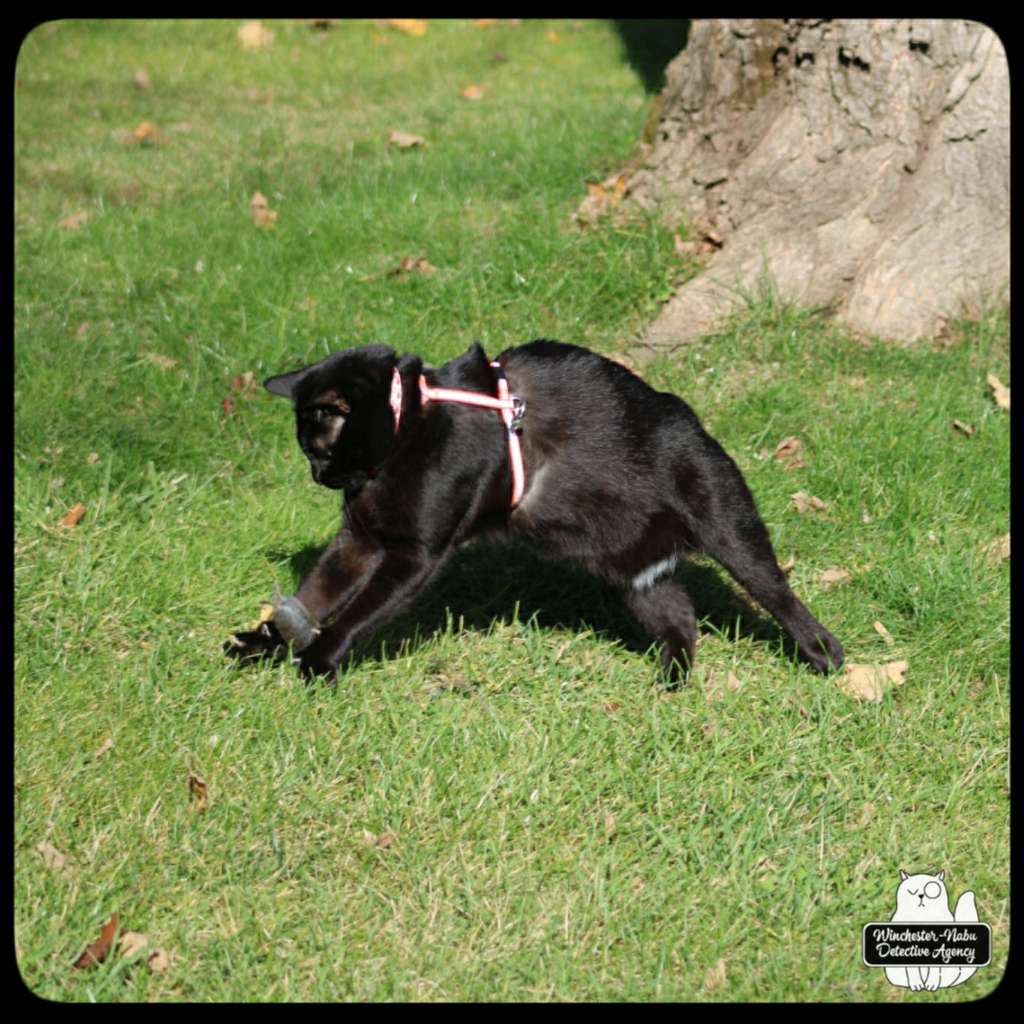 20211103 vole murder (15)