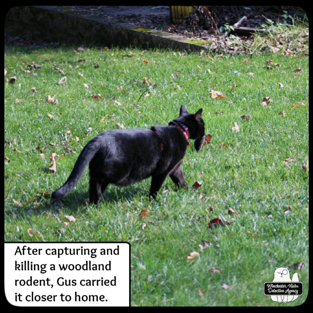 20211103 vole murder (4)