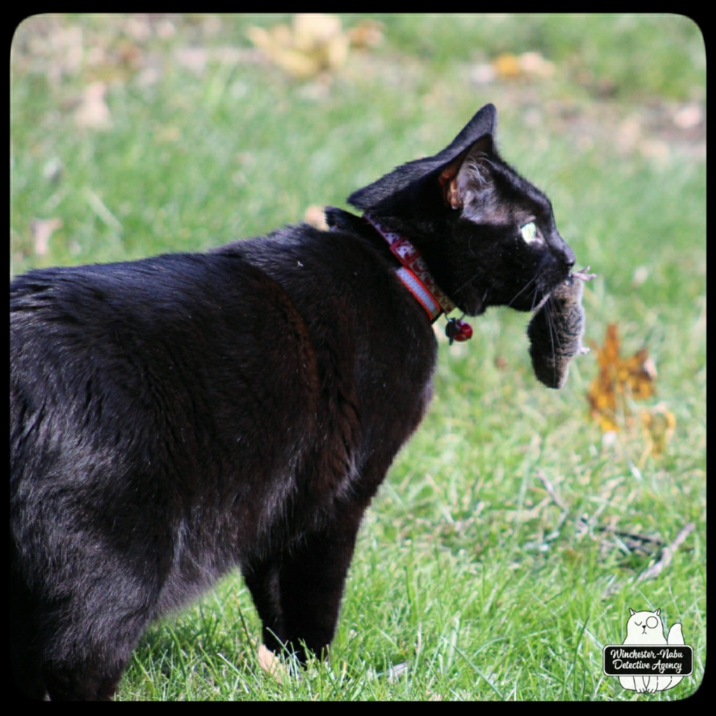 20211103 vole murder (6)