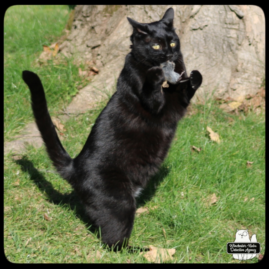 20211103 vole murder (7)