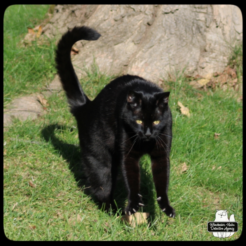 20211103 vole murder (8)