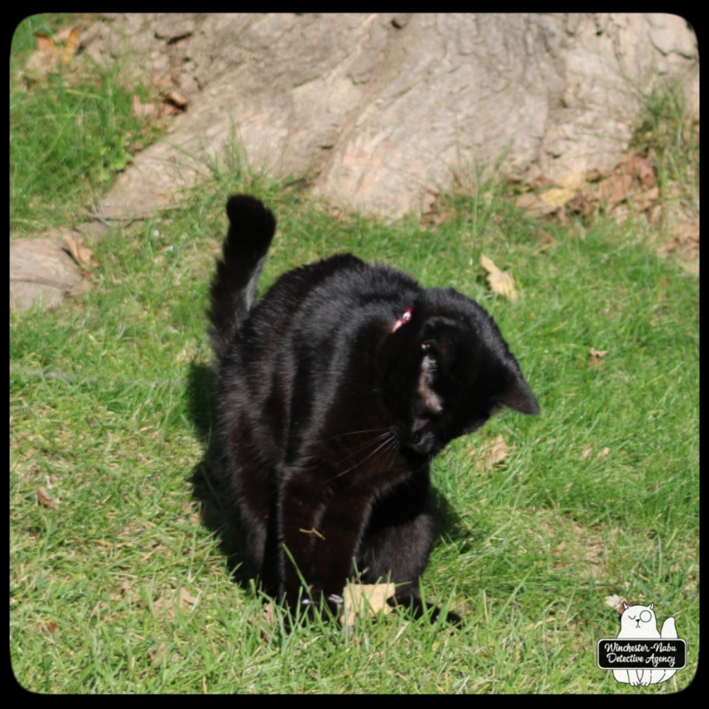 20211103 vole murder (9)