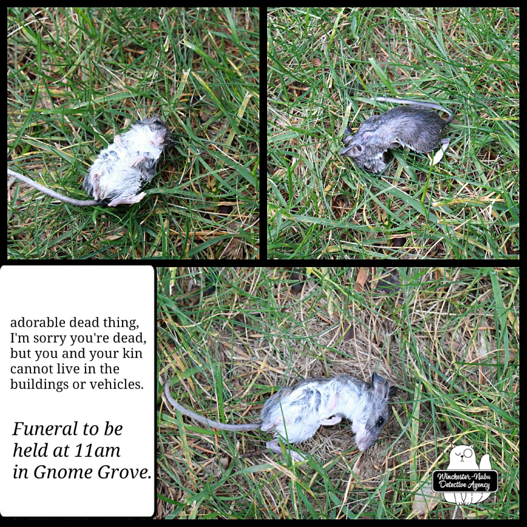 2021113 mouse funeral (2)