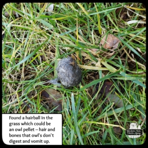 owl pellet in grass