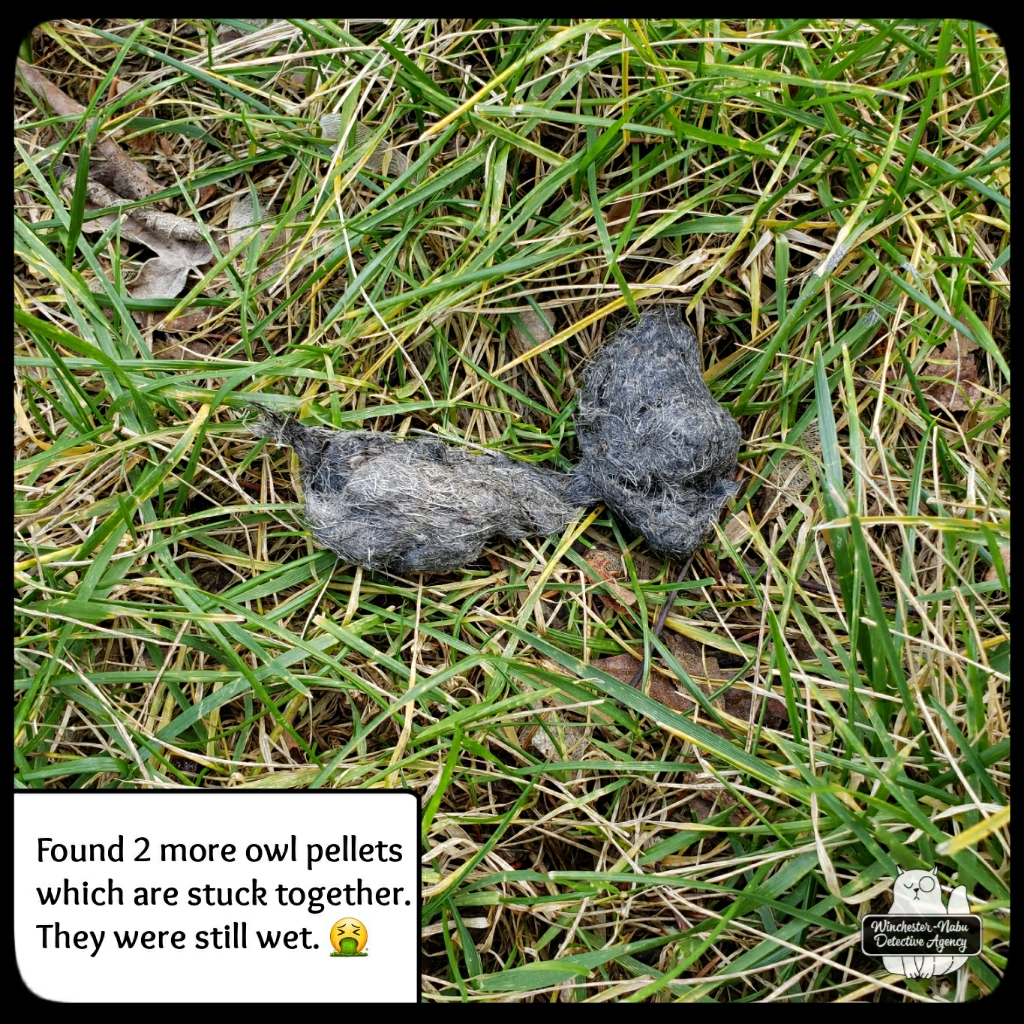 20211214 owlpellets (2)