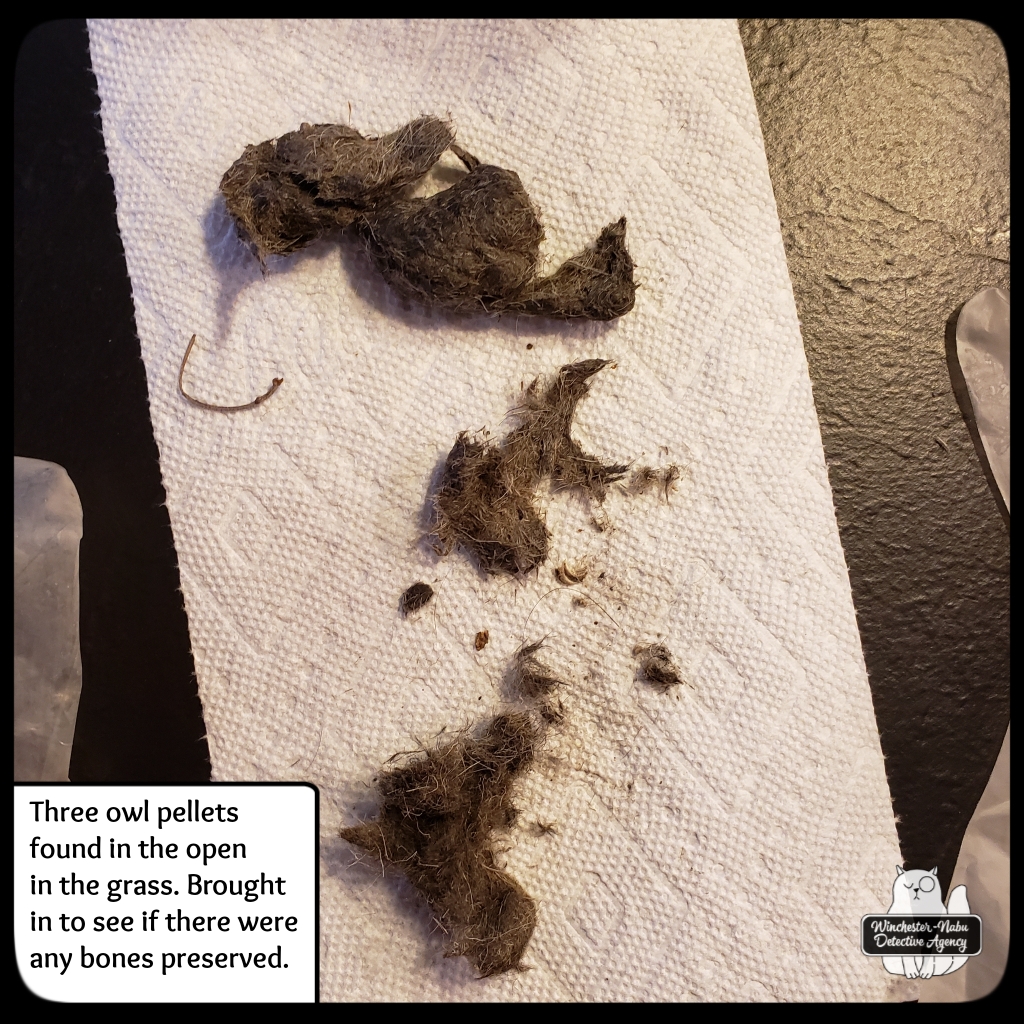 20211214 owlpellets (4)