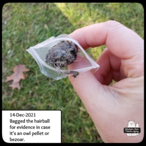 owl pellet